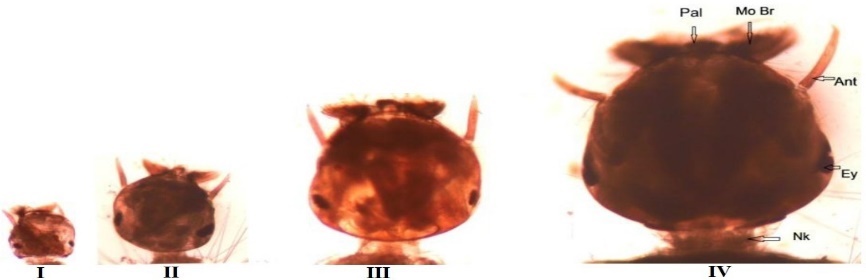 Image from DOCX