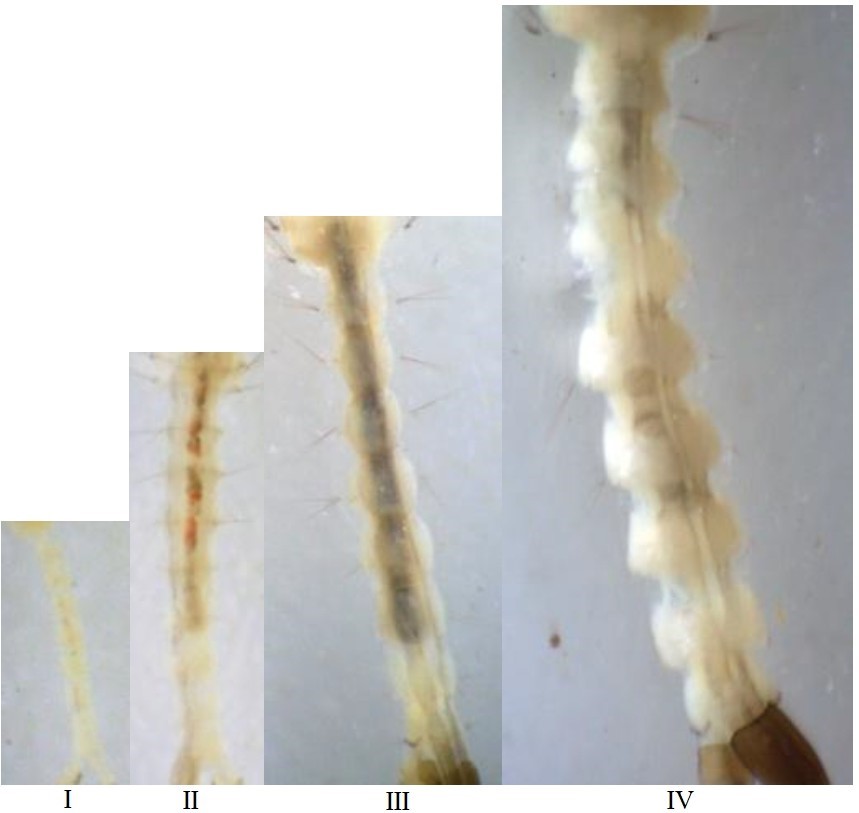Image from DOCX