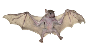 Image from DOCX