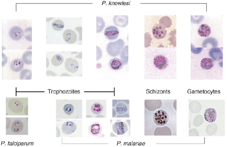 Image from DOCX