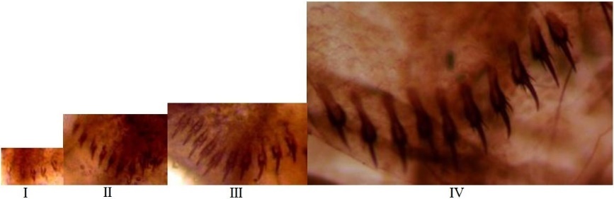 Image from DOCX