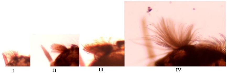 Image from DOCX