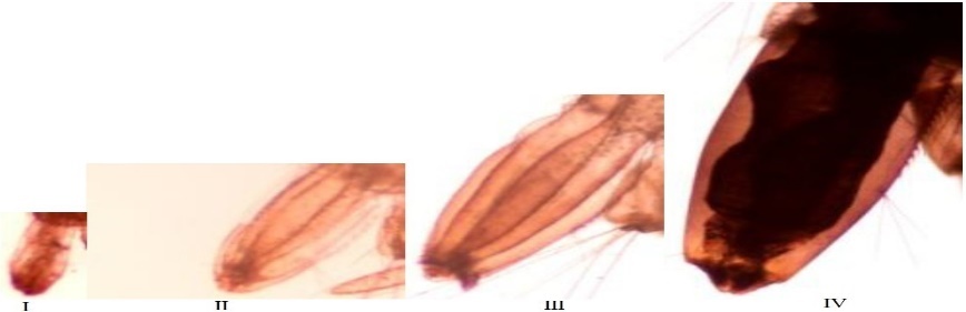 Image from DOCX