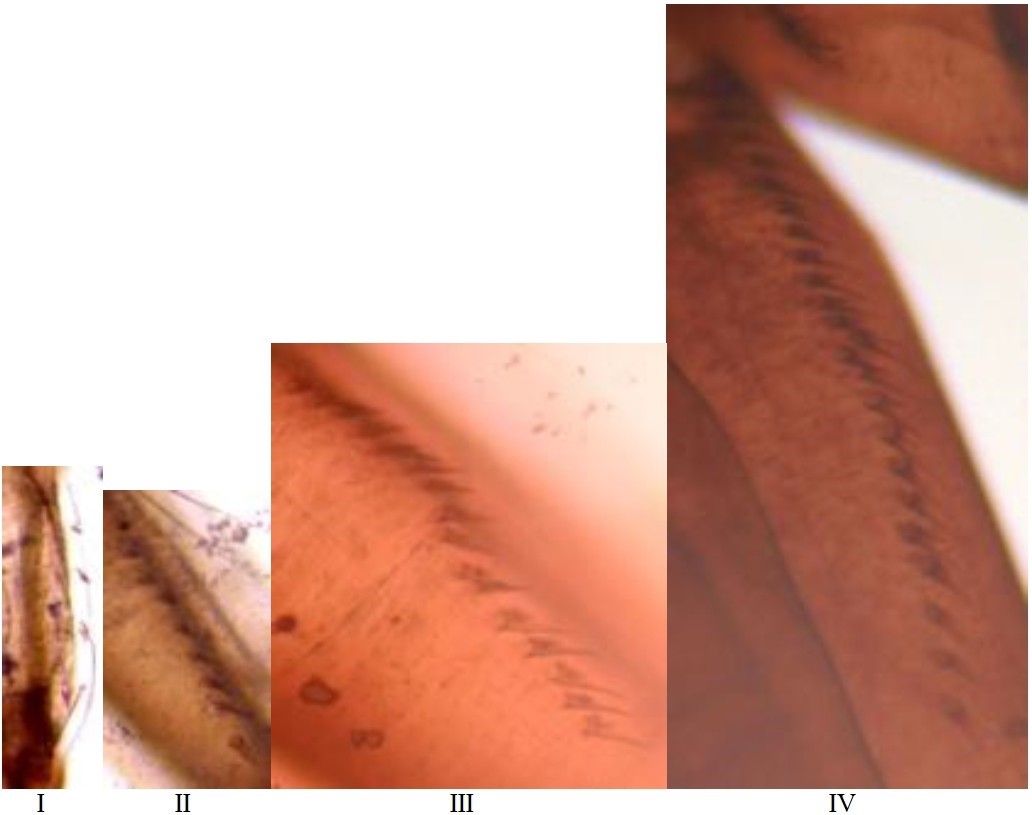 Image from DOCX