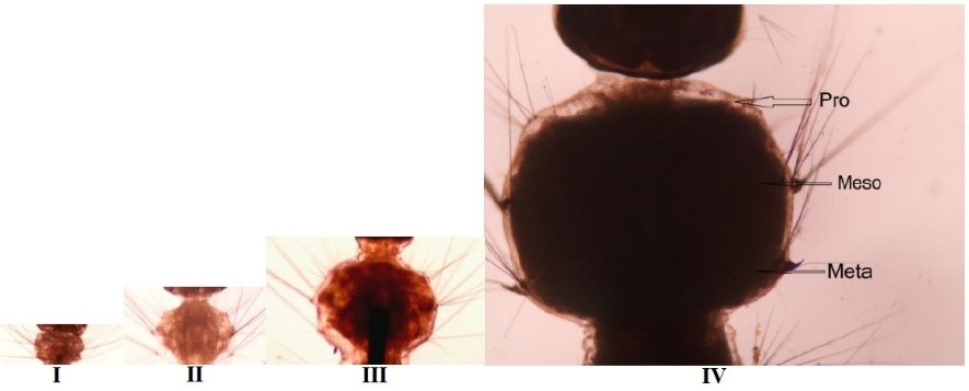Image from DOCX