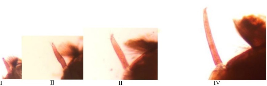 Image from DOCX