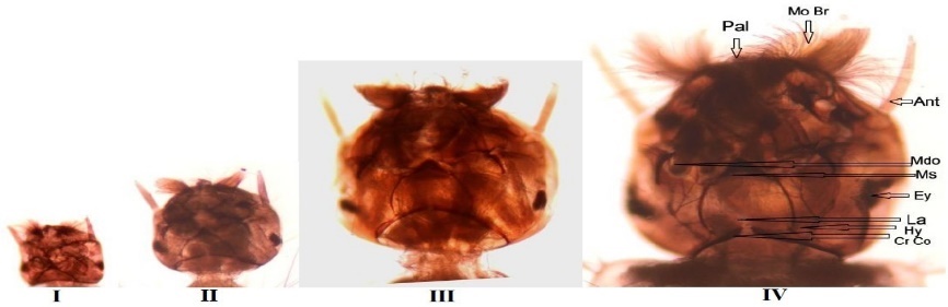 Image from DOCX